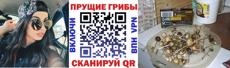 Псилоцибиновые грибы Psilocybine cubensis  Альметьевск 